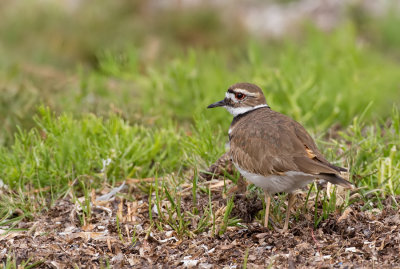 Killdeer / Killdeerplevier