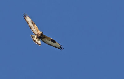 Rough-legged buzzard / Ruigpootbuizerd