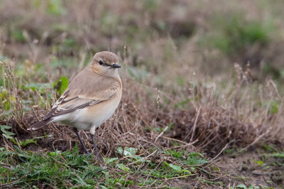 Isabelline Wheatear / Izabeltapuit