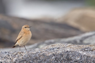 Isabelline Wheatear / Izabeltapuit