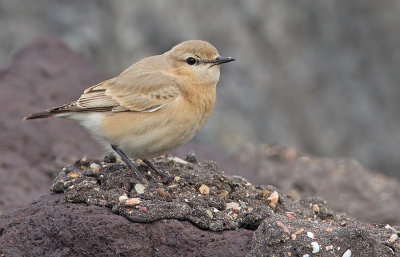 Isabelline Wheatear / Izabeltapuit