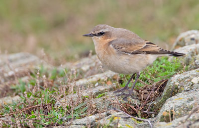 Northern wheatear / Tapuit