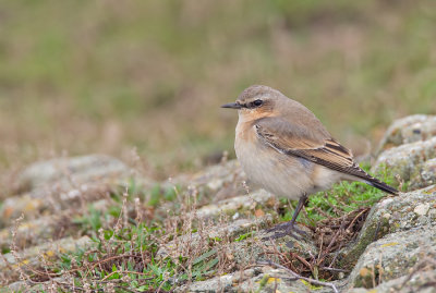 Northern wheatear / Tapuit