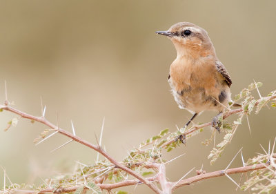 Northern wheatear / Tapuit