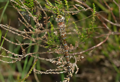 Common Hawker / Venglazenmaker 