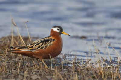 Grey Phalarope / Rosse Franjepoot