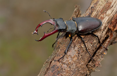 Stagbeetle / Vliegendhert