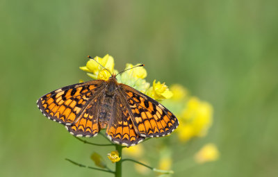 Provenal Fritillary / Spaanse parelmoervlinder 