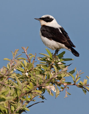 Black-eared Wheatear / Oostelijke blonde tapuit