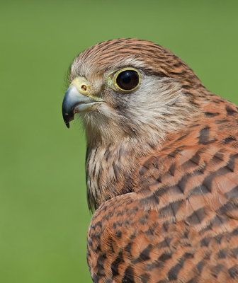 Kestrel / Torenvalk
