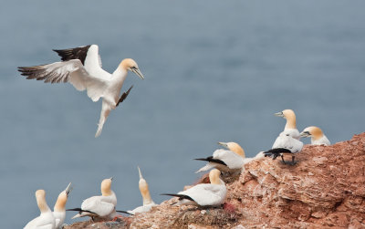 Gannet / Jan van Gent