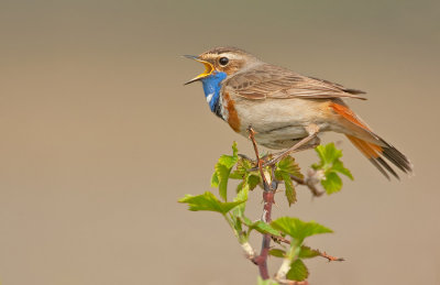 Bluethroat / Blauwborst