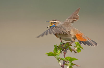 Bluethroat / Blauwborst