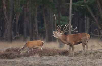 Red deer / Edelhert 