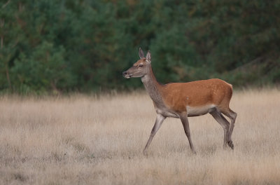 Red deer / Edelhert 