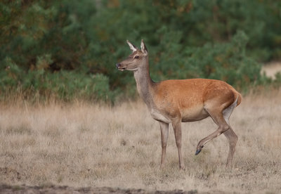 Red deer / Edelhert 