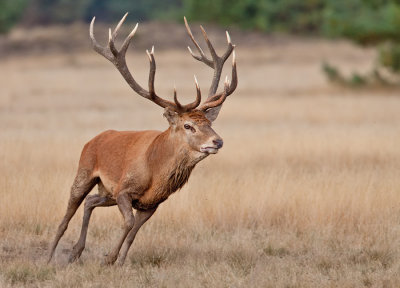 Red deer / Edelhert 