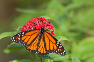 Monarch butterfly / Monarchvlinder