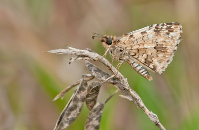 Tropical Checkered Skipper / Pyrgus oileus