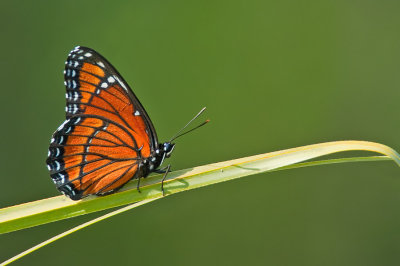 Viceroy / Limenitis archippus