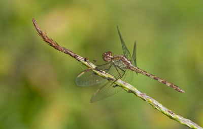 Band-winged Dragonlet / Erythrodiplax umbrata