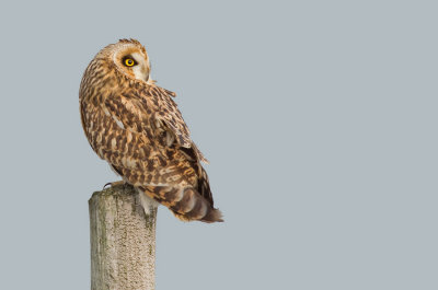 Short-eared owl / Velduil 