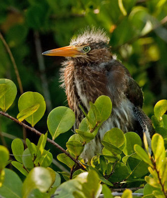 Green Heron / Groene Reiger