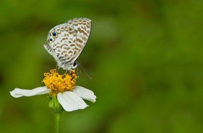 Cassius Blue / Leptotes cassius