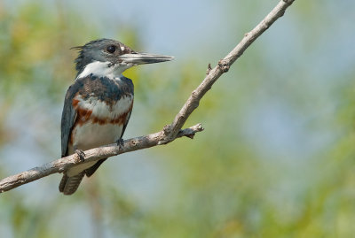 Belted kingfisher / Bandijsvogel