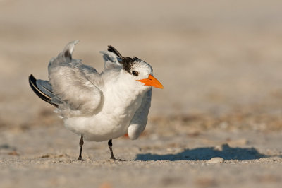 Royal tern / Koningsstern (T. m. maximus)