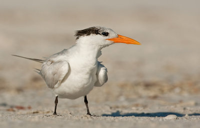 Royal tern / Koningsstern (T. m. maximus)