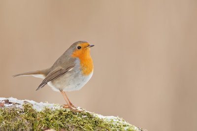 Robin / Roodborstje