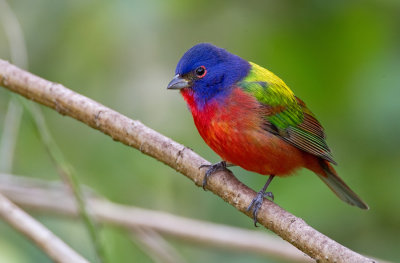 Painted bunting / Purpergors