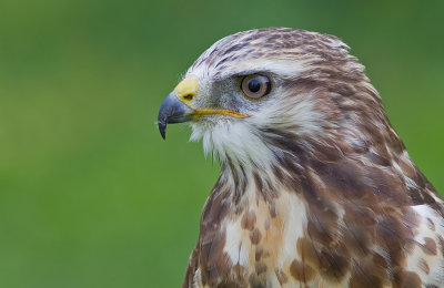 Buzzard / Buizerd