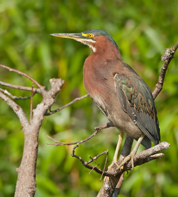 Green Heron / Groene Reiger 