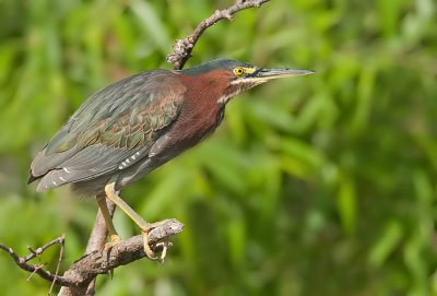 Green Heron / Groene Reiger 