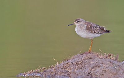 Wood sandpiper / Bosruiter