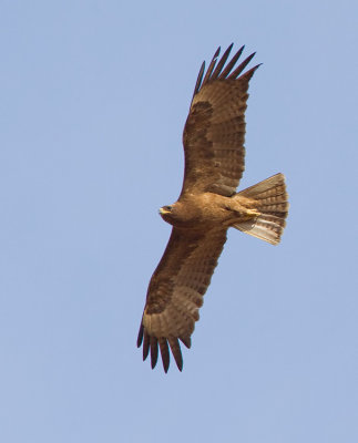 Tawny eagle / Savannearend 
