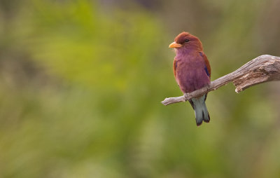 Broadbilled roller / Breedbekscharrelaar