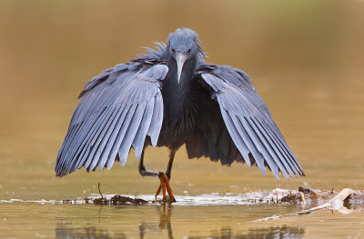 Black heron / Zwarte reiger