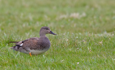 Gadwall / Krakeend