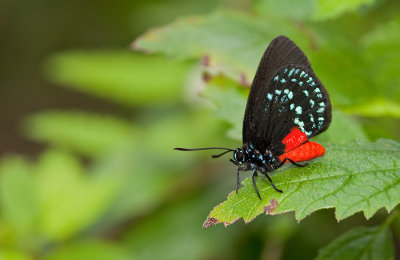 Atala / Eumaeus atala florida