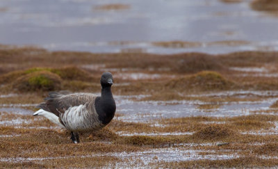 White bellied Brent Goose / Witbuikrotgans