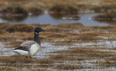 White bellied Brent Goose / Witbuikrotgans