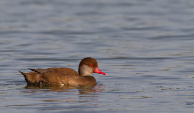 Red-crested Pochard / Krooneend