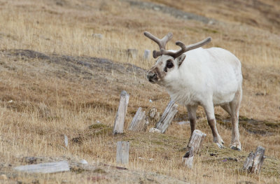 Svalbard reindeer / Spitsbergen rendier