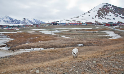 Svalbard reindeer / Spitsbergen rendier