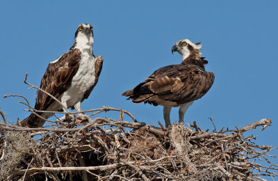 North American Osprey / Noord Amerikaanse Visarend (P.H. Carolinensis)