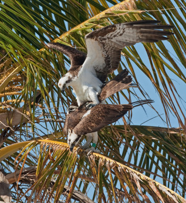 North American Osprey / Noord Amerikaanse Visarend (P.H. Carolinensis)