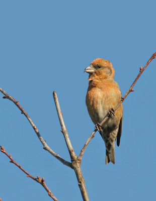 Common Crosbill / Kruisbek